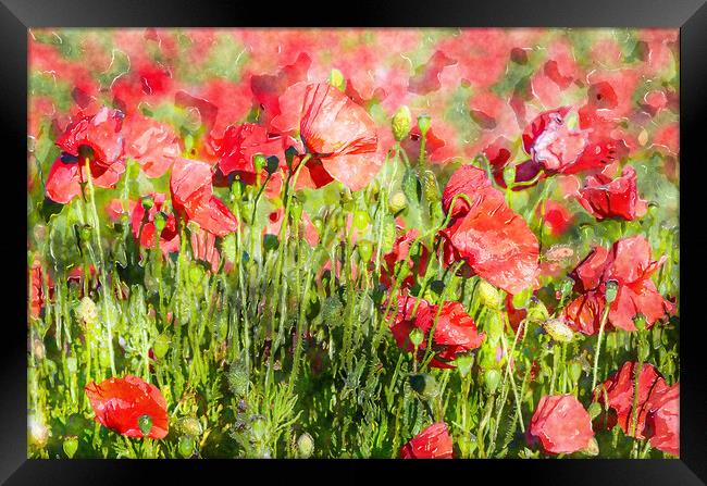 Bright Red Poppies Framed Print by Helen Hotson