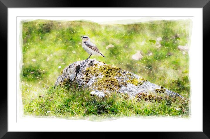 Wheatear Perched on rock Framed Mounted Print by Helen Hotson
