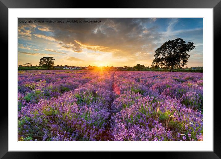 Stunning sunset over fields of Lavender in Somerset Framed Mounted Print by Helen Hotson