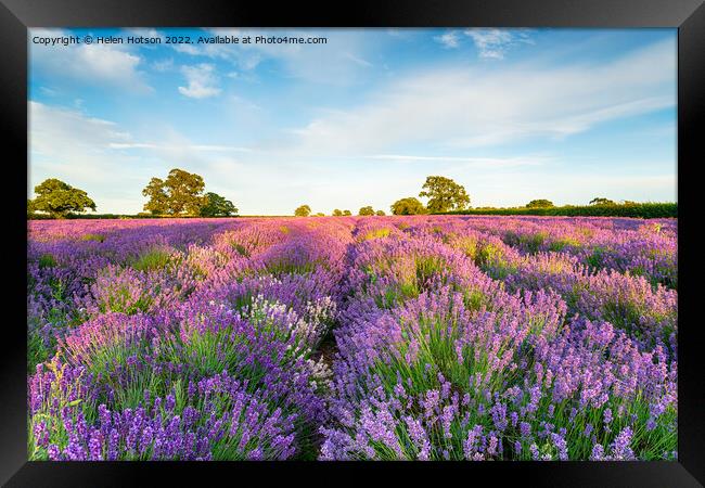 Lavender fields in full bloom Framed Print by Helen Hotson