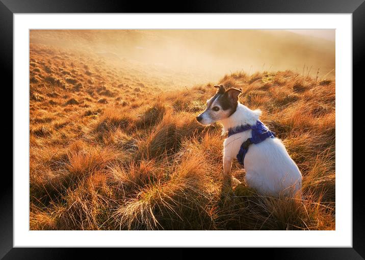 A Jack Russell Terrier dog Framed Mounted Print by Helen Hotson