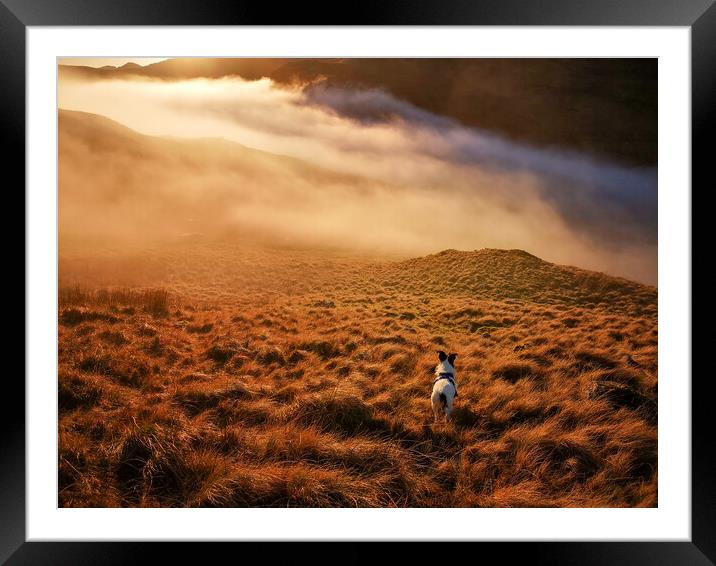 A Parson Jack Russell Terrier dog standing on a mountain slope Framed Mounted Print by Helen Hotson