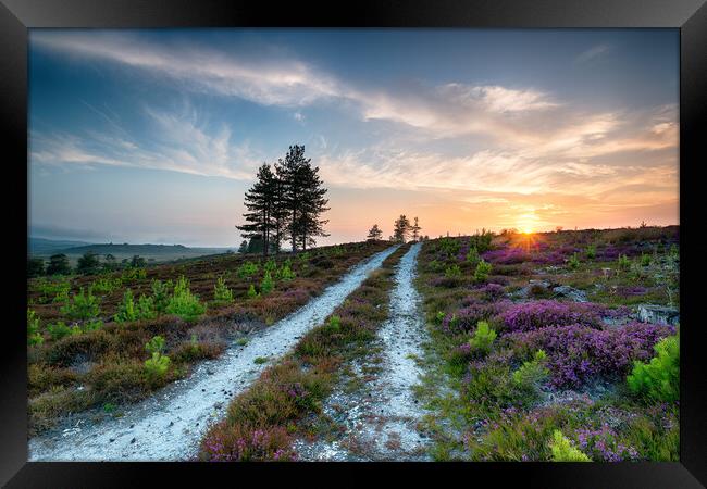 Dorset Heath Framed Print by Helen Hotson