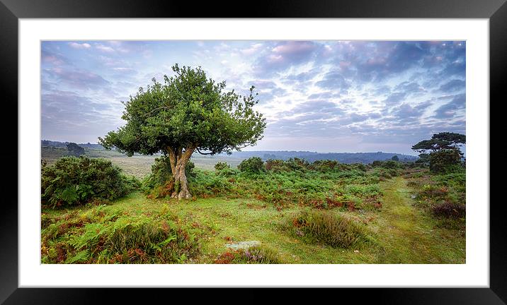 Gnarled Holly Tree Framed Mounted Print by Helen Hotson
