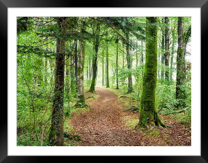 Woodland Path Framed Mounted Print by Helen Hotson
