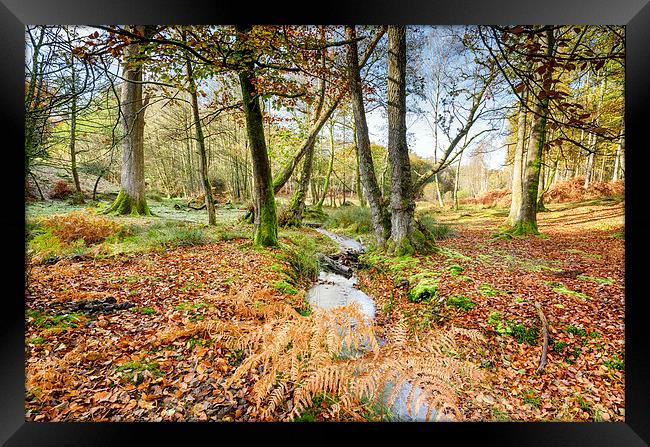 Bolderwood in the New Forest Framed Print by Helen Hotson