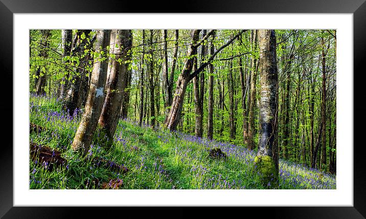 Magical Bluebell Woods Framed Mounted Print by Helen Hotson
