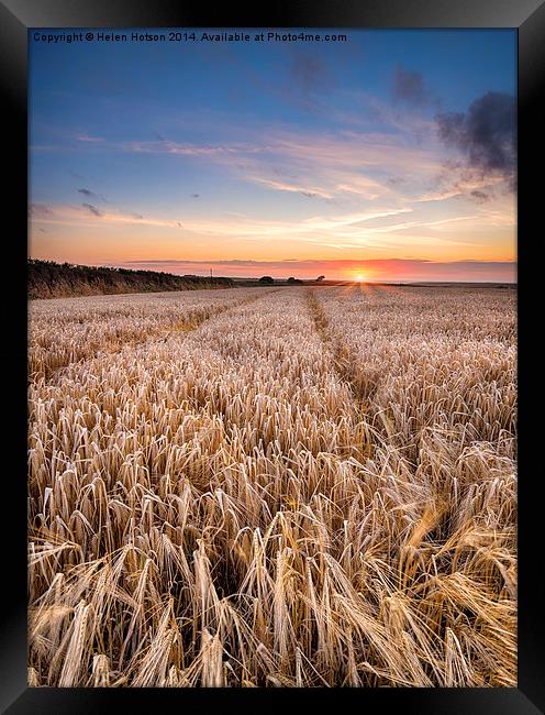 Barley Field at sunset in the Cornish Countryside Framed Print by Helen Hotson