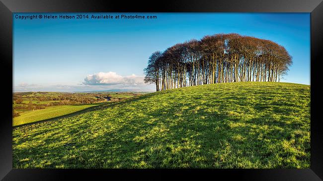 Stand of Beech Trees Framed Print by Helen Hotson