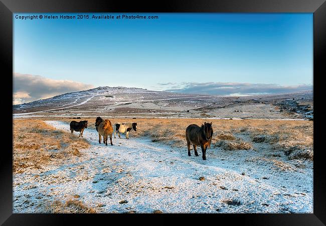 Dartmoor Ponies Framed Print by Helen Hotson