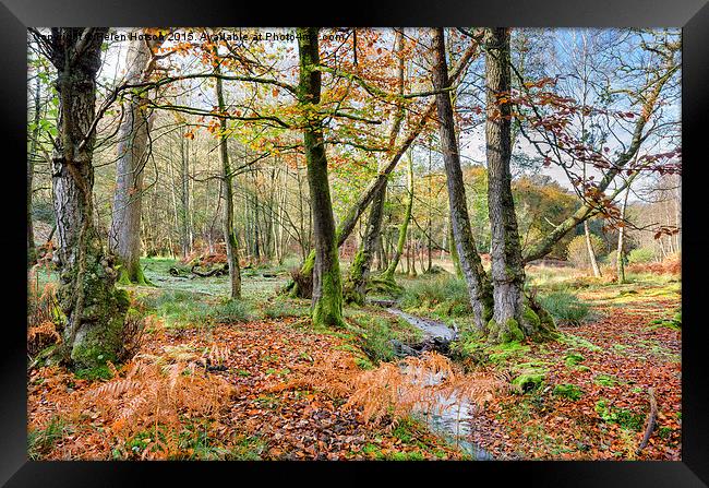 Forest Stream in Autumn Framed Print by Helen Hotson
