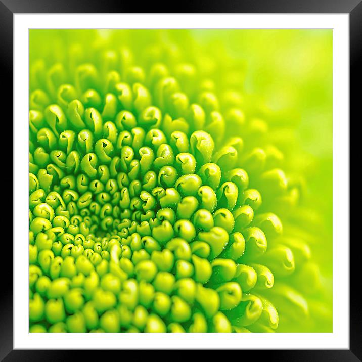 Green Framed Mounted Print by Olavs Silis