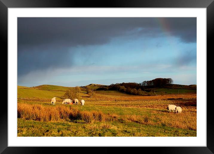Northumberland Sheep Framed Mounted Print by Emma Manners