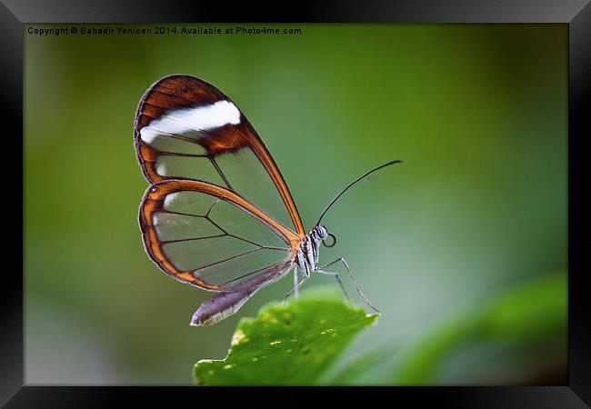 The Glasswinged Butterfly Framed Print by Bahadir Yeniceri