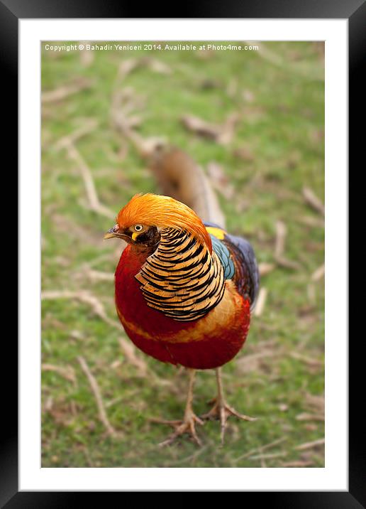 Golden Pheasant Framed Mounted Print by Bahadir Yeniceri