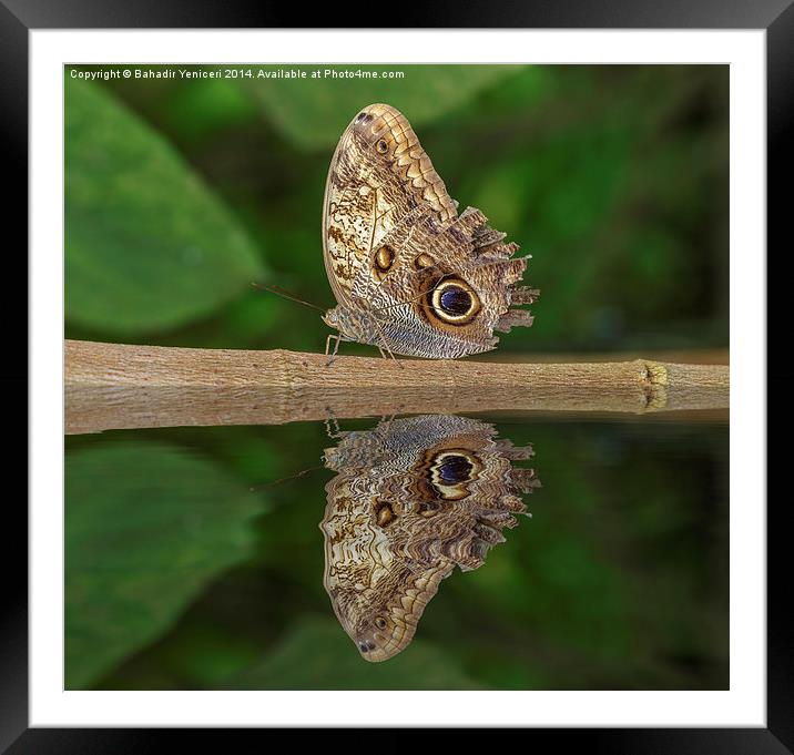 Owl Butterfly Framed Mounted Print by Bahadir Yeniceri