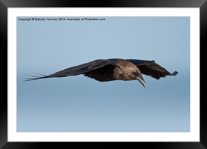Gliding Crow Framed Mounted Print by Bahadir Yeniceri