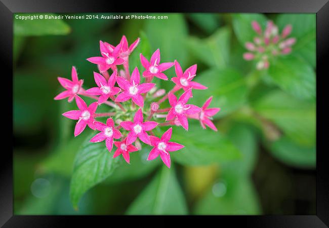 Star Cluster Framed Print by Bahadir Yeniceri