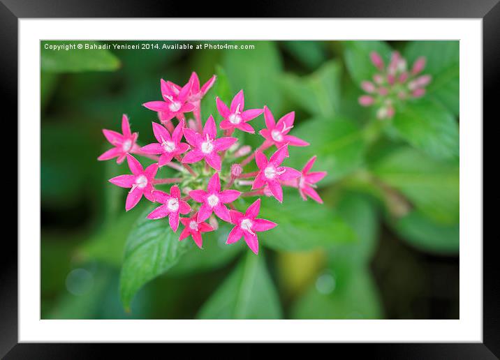 Star Cluster Framed Mounted Print by Bahadir Yeniceri