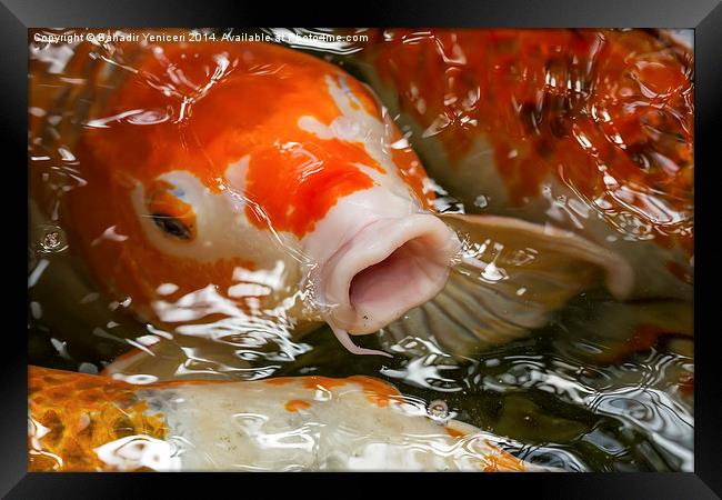 Koi Pond Framed Print by Bahadir Yeniceri