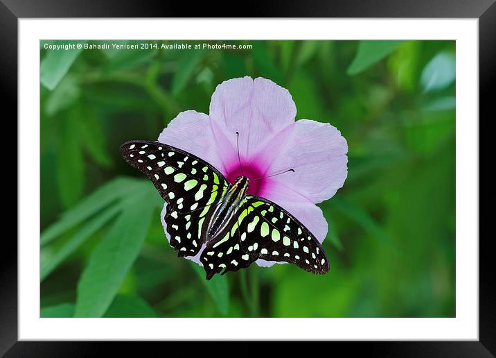 Beauty in Nature Framed Mounted Print by Bahadir Yeniceri