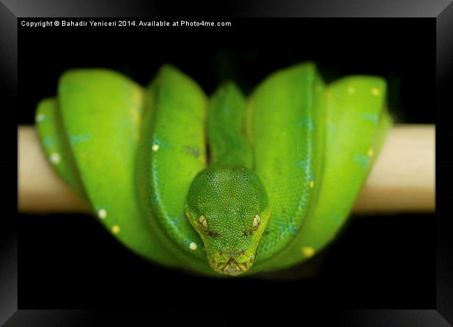 Green Tree Python Framed Print by Bahadir Yeniceri