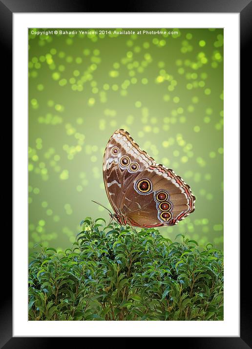 Brown Butterfly Framed Mounted Print by Bahadir Yeniceri
