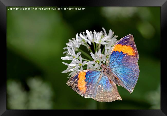 Orange Oakleaf Butterfly Framed Print by Bahadir Yeniceri