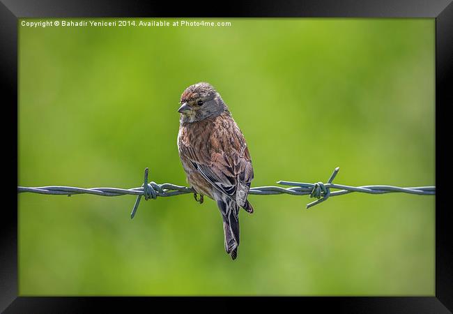 Linnet Framed Print by Bahadir Yeniceri