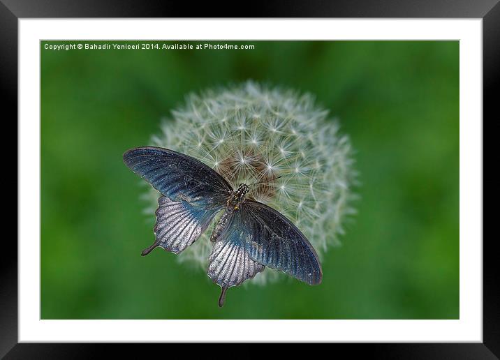  Blue Butterfly Framed Mounted Print by Bahadir Yeniceri