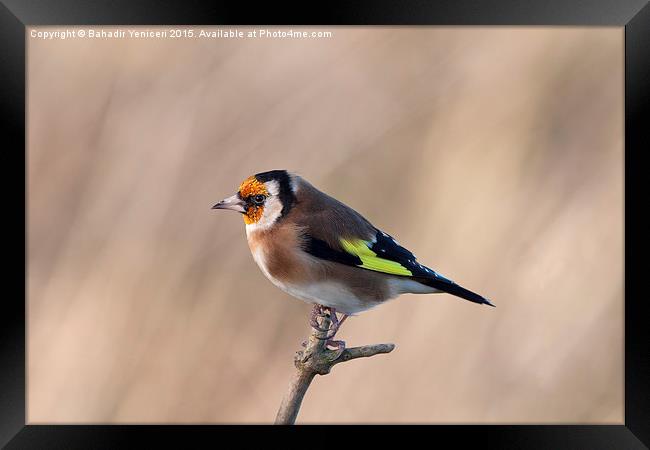 Goldfinch  Framed Print by Bahadir Yeniceri