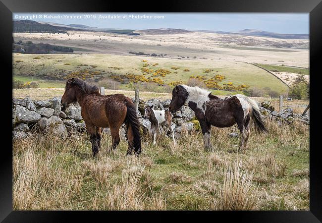  Dartmoor Pony Framed Print by Bahadir Yeniceri