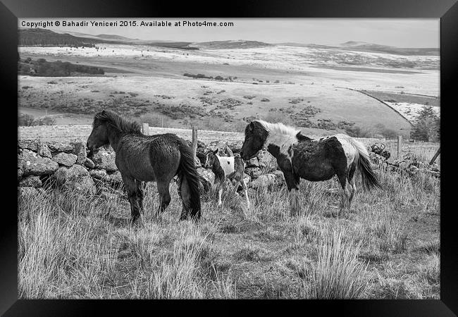 Wild Dartmoor Ponies Framed Print by Bahadir Yeniceri