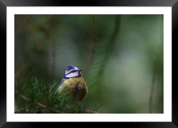 Blue Tit  Framed Mounted Print by Bahadir Yeniceri