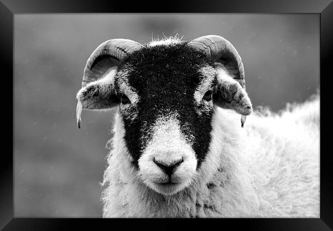 Angry Sheep Framed Print by Kelvin Brownsword