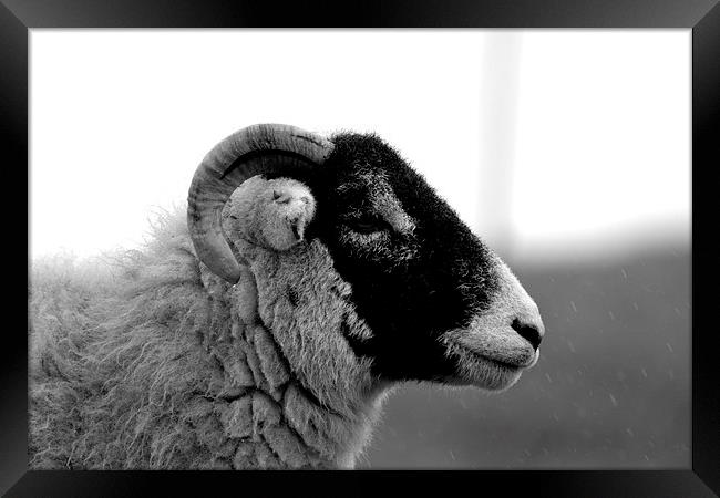 Sheep profile Framed Print by Kelvin Brownsword