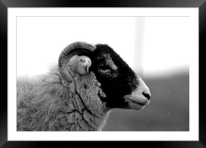 Sheep profile Framed Mounted Print by Kelvin Brownsword
