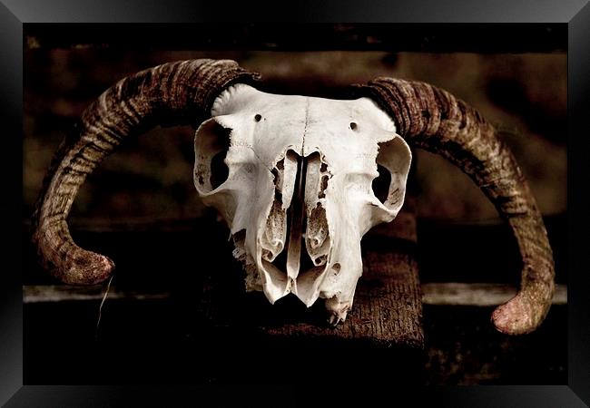Sheep Skull Framed Print by Kelvin Brownsword