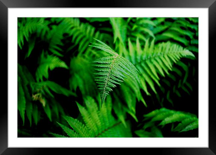 Green Fern Framed Mounted Print by Kelvin Brownsword