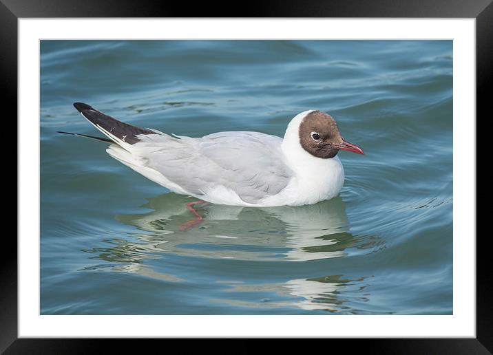 Black headed gull Framed Mounted Print by Colin Porteous