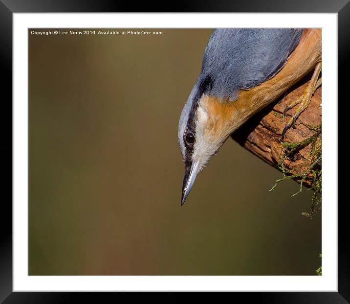 Nuthatch Framed Mounted Print by Lee Norris