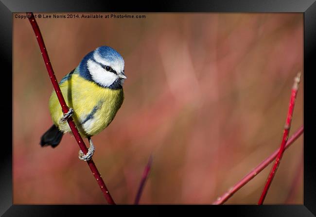 Blue Tit Framed Print by Lee Norris