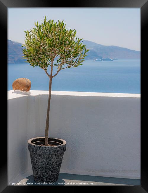 Santorini Potted Olive Tree Framed Print by Antony McAulay