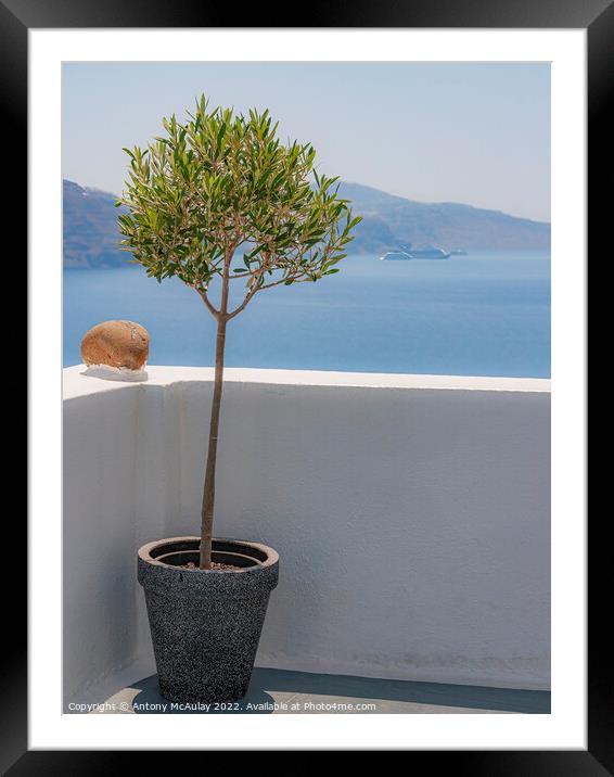 Santorini Potted Olive Tree Framed Mounted Print by Antony McAulay