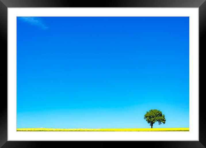 Rapeseed Field and lonely tree Framed Mounted Print by Antony McAulay