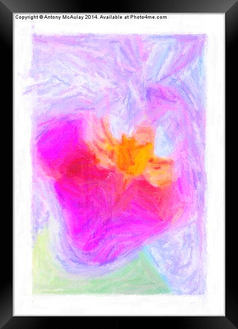 Abstract Orchid Pastel Framed Print by Antony McAulay