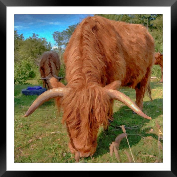 highland cow HDR Framed Mounted Print by Antony McAulay