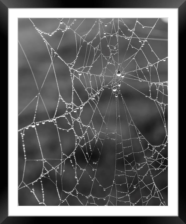 Foggy Morning Dew Spider Web Framed Mounted Print by Antony McAulay