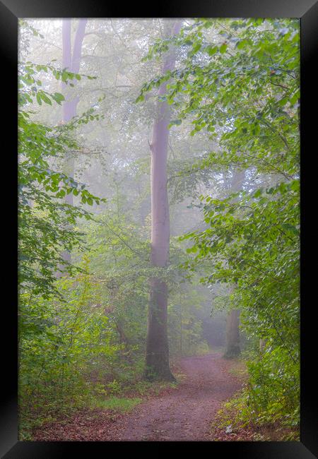 Foggy Morning Woodlands Pathway Framed Print by Antony McAulay