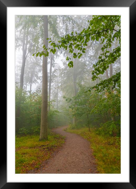 Foggy Morning Woodlands Walkway Framed Mounted Print by Antony McAulay